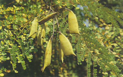 ฝาง Caesalpinia sappan Linn.<br/>CAESALPINIACEAE